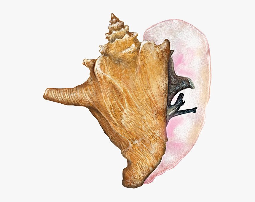 Transparent Conch Png - Queen Conch Transparent, Png Download