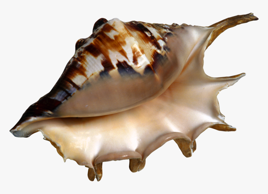 Transparent Conch Shell Png - Kerang Clipart, Png Download ...
