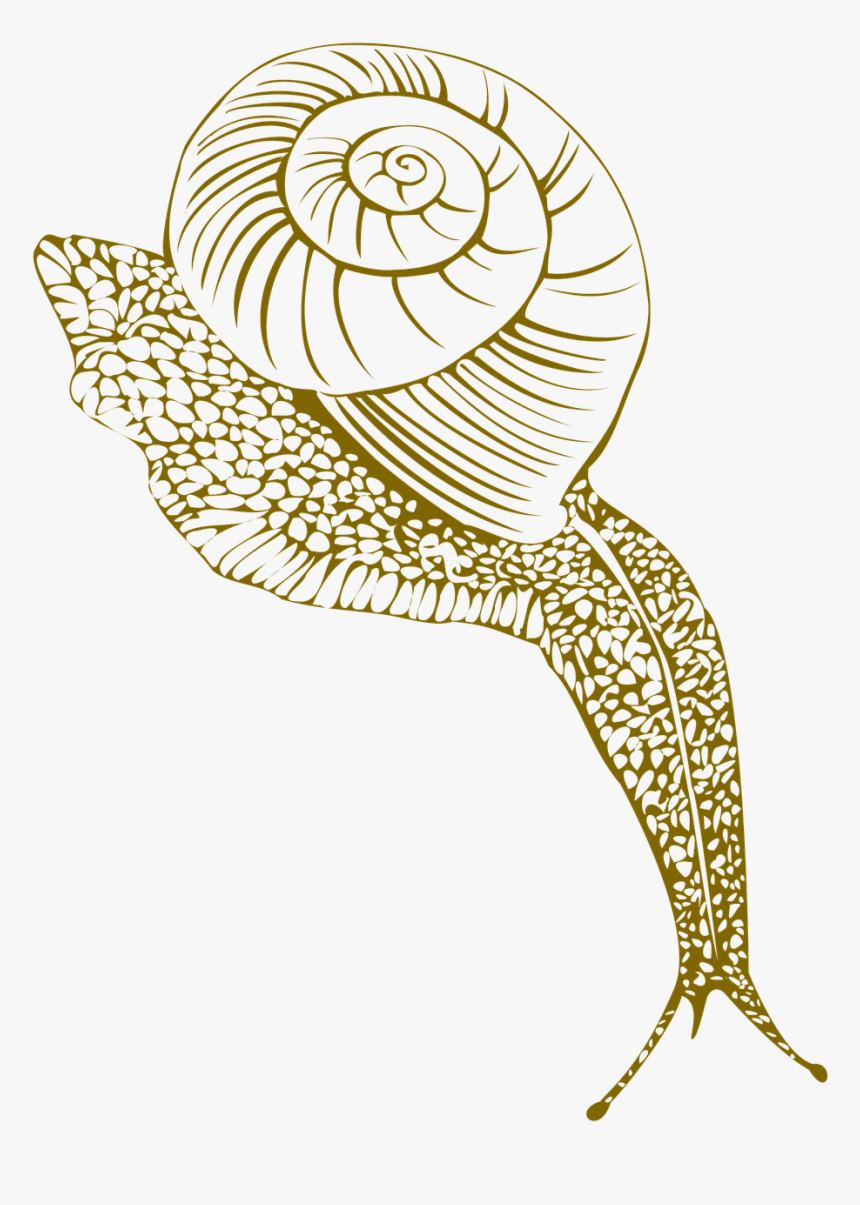 Portable Network Graphics, HD Png Download