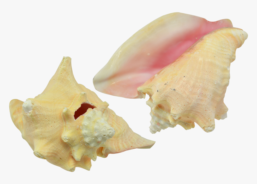 Conch Shell 7-8 - Conch, HD Png Download