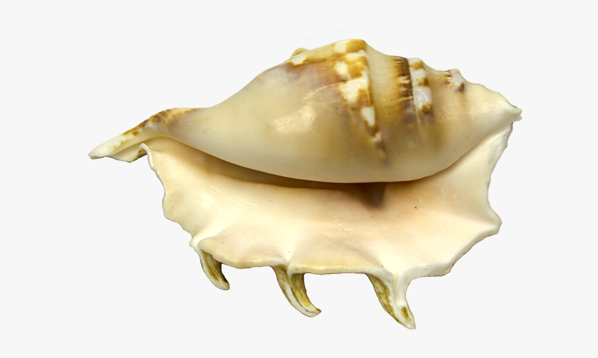 Conch, HD Png Download