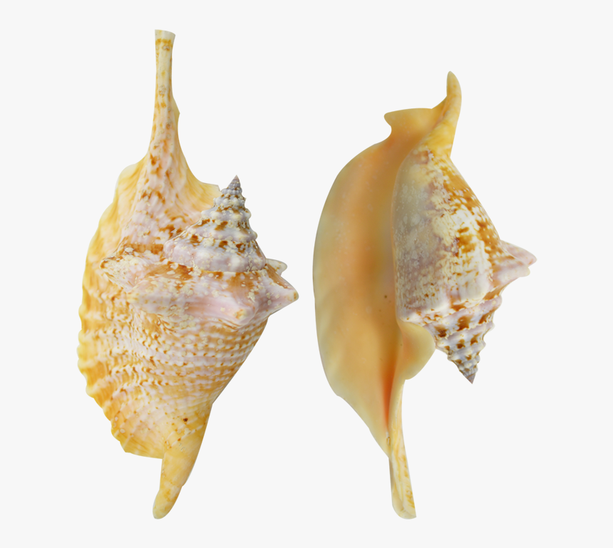 Rooster Conch Colored Shell 4-6 - Shankha, HD Png Download