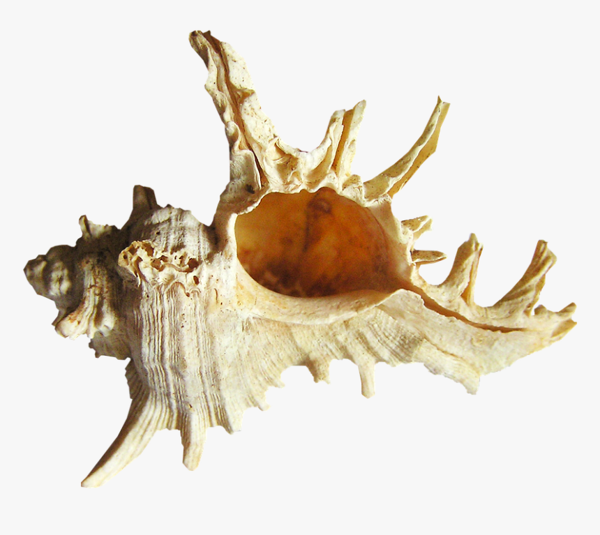Shell, Sea, Beach - Conch, HD Png Download