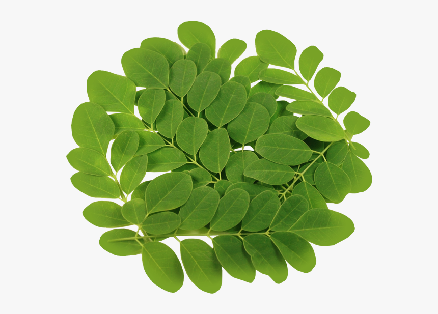 Transparent Vegetable Plant Png - Moringa Leaves, Png Download