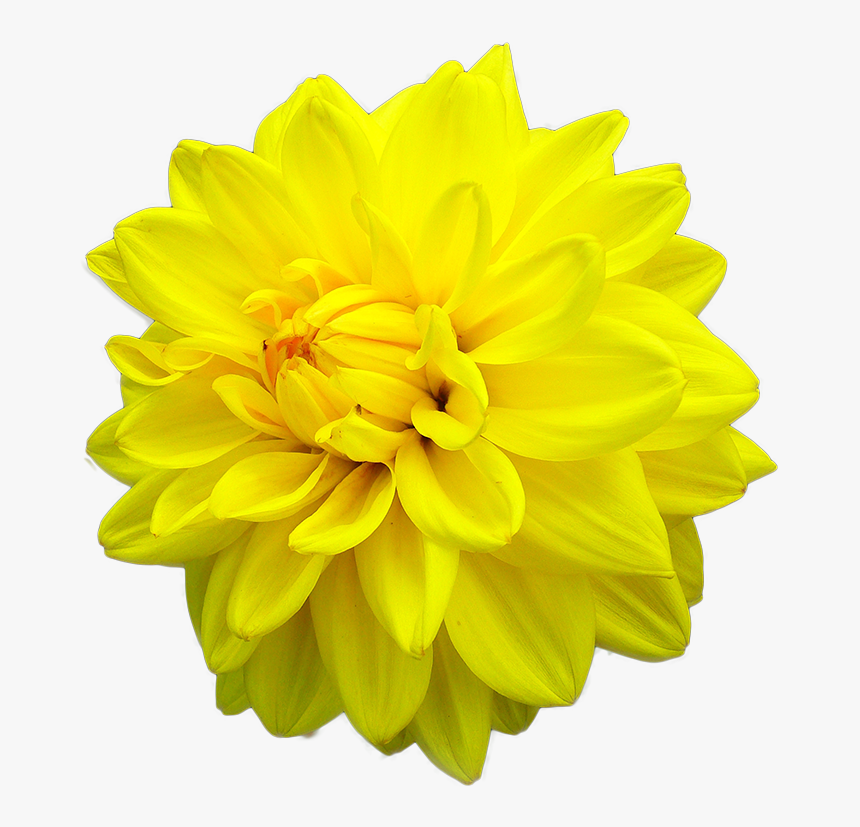 Yellow Daisy Dahlia - Dahlia Yellow Flower Png, Transparent Png