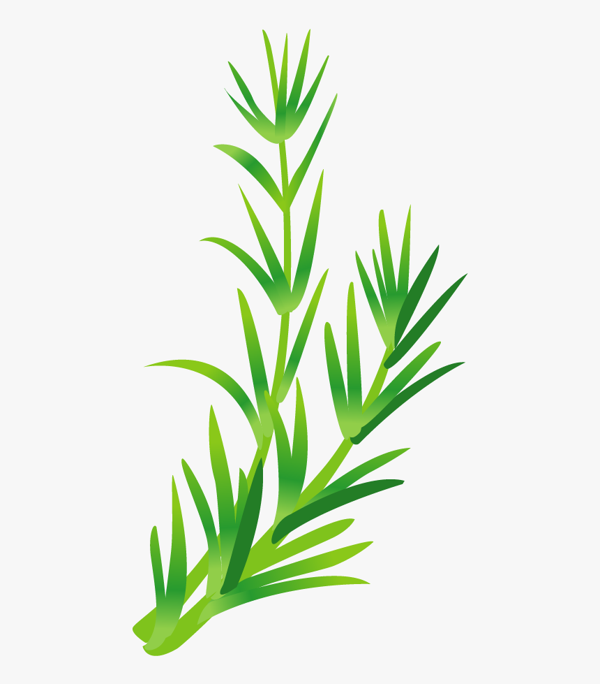 Leaf Vegetable Herb Green Leaves Transprent Png - Rosemary Leaves Vector Png, Transparent Png