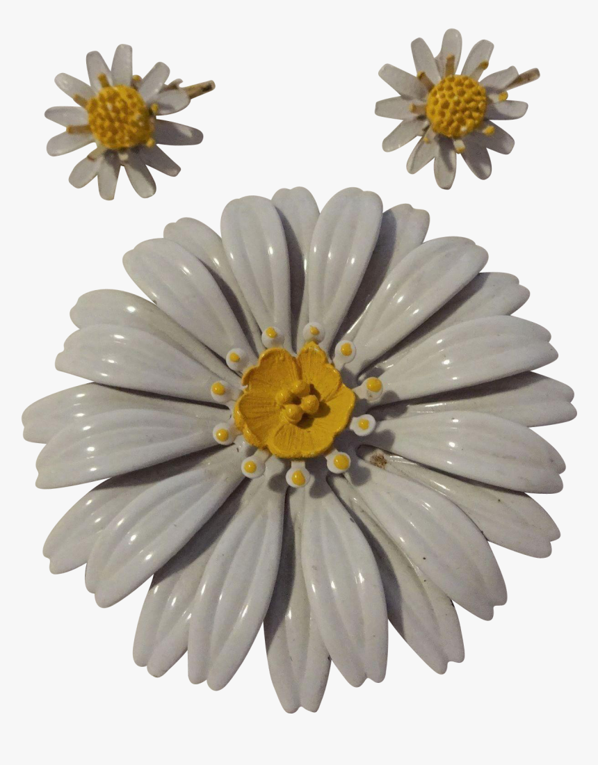 African Daisy, HD Png Download