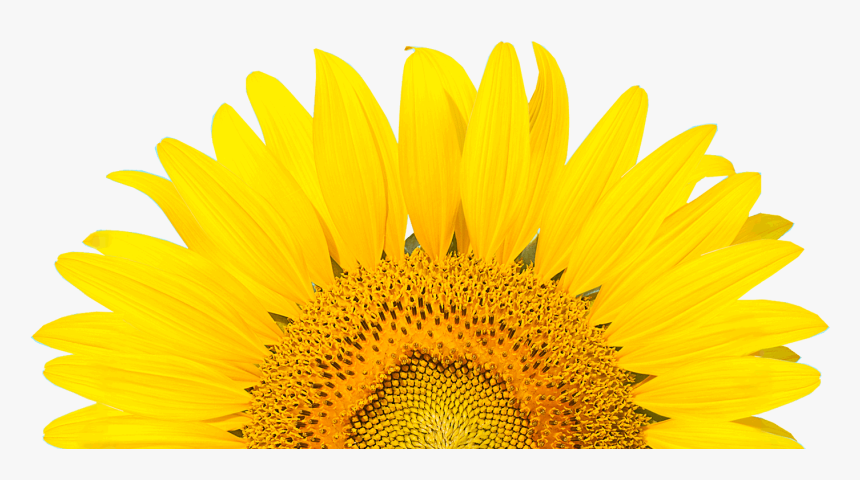 Happy Sabbath Sunflower, HD Png Download