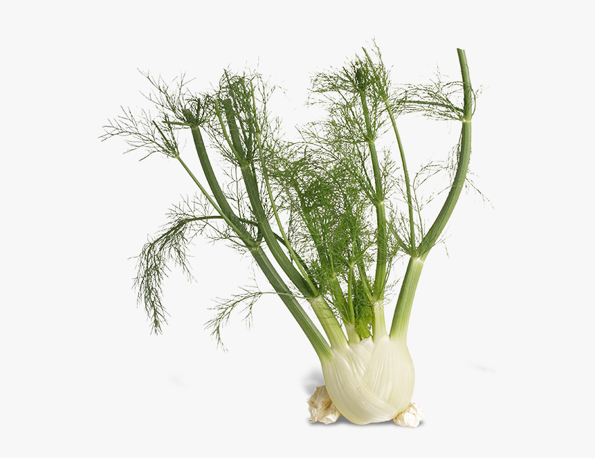 Stock Photo Of Fennel - Fennel Transparent Background, HD Png Download