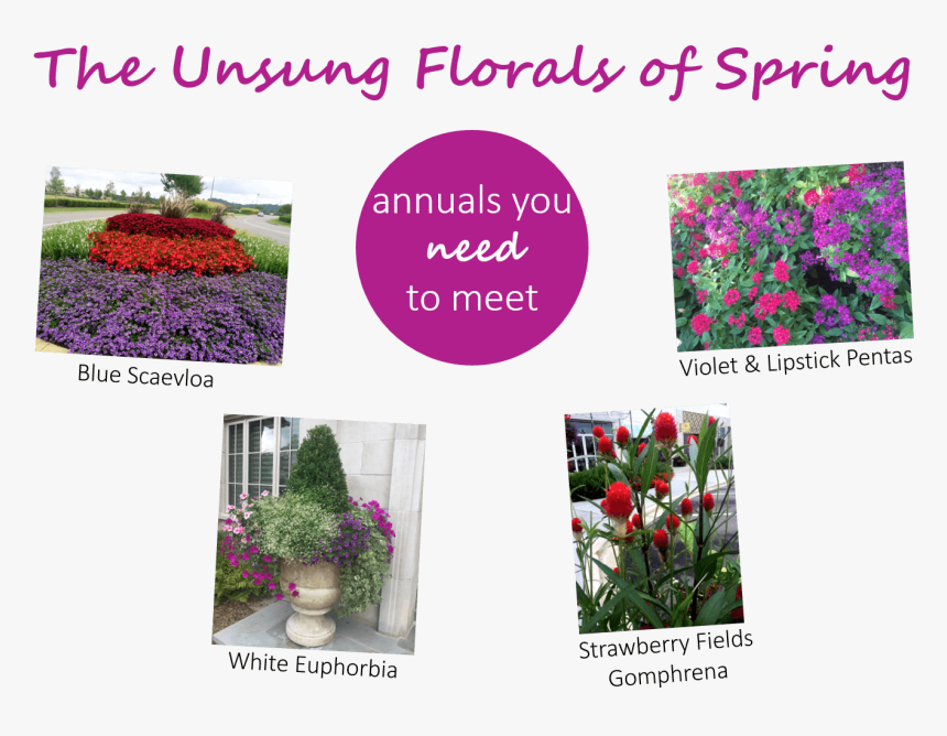 Dipa Name, HD Png Download