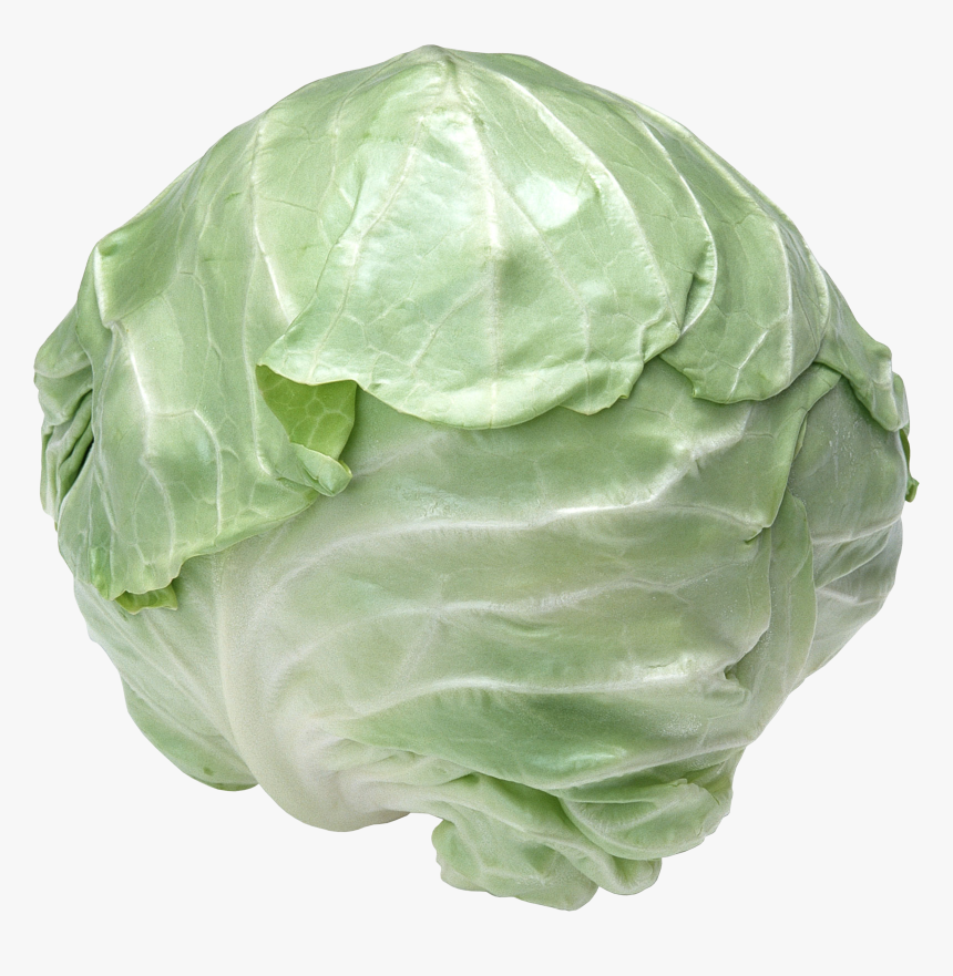 Cabbage Transparent, HD Png Download