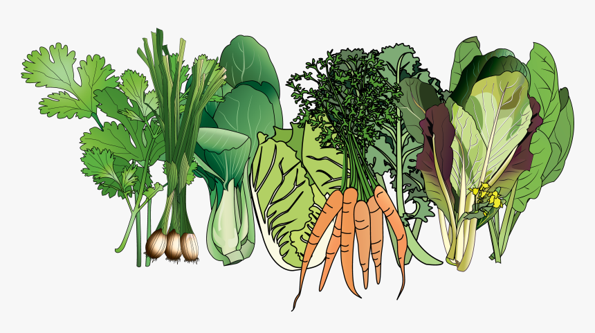 Collard Greens Png, Transparent Png