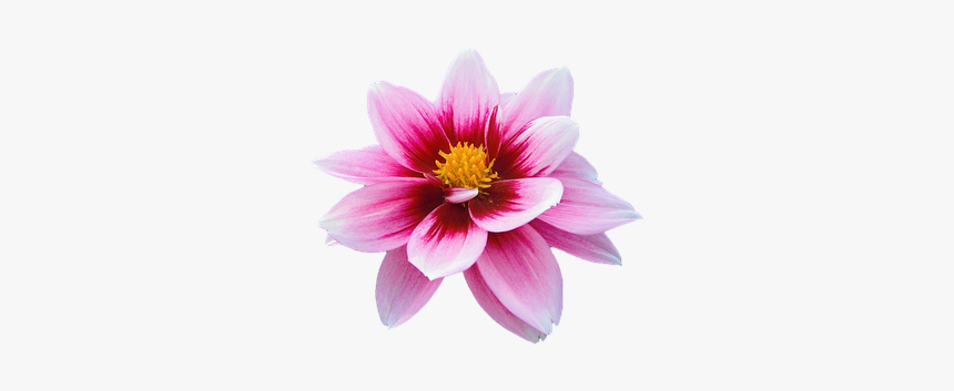 Flower, Water Lily, Aquatic Plants, Aquatic, Rosa - Gazania, HD Png Download