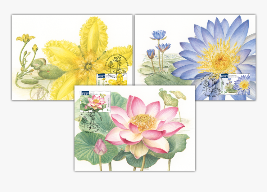 Water Plants Maxicard Set - Australia Lotus Stamp, HD Png Download