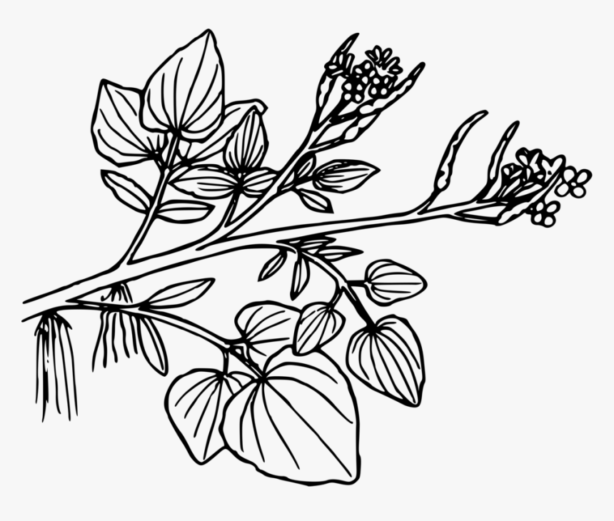 Symmetry,monochrome Photography,petal - Watercress Clipart Black And White, HD Png Download