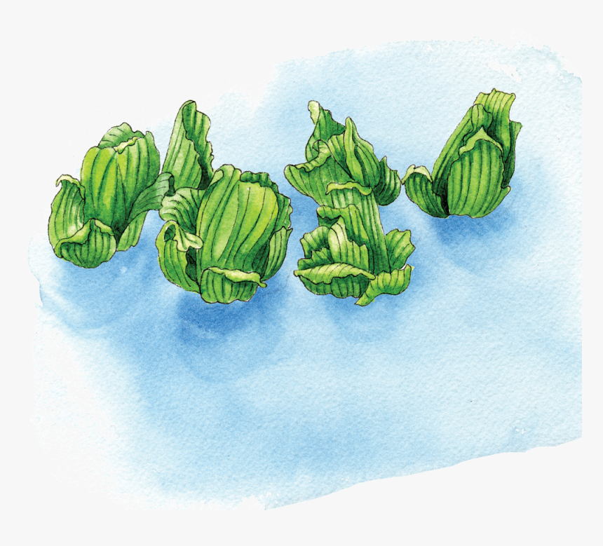 Illustration By Helen Krayenhoff - Illustration, HD Png Download