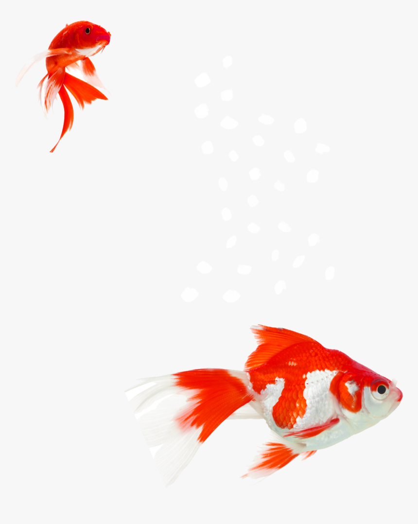 Goldfish Aquarium Aquatic Plants Koi Water - Goldfish, HD Png Download
