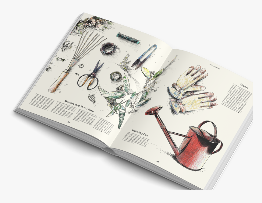 Living With Plants - Evergreen: Living With Plants, HD Png Download