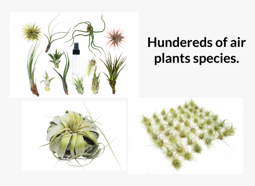 Transparent Water Plants Png - Weberocereus, Png Download