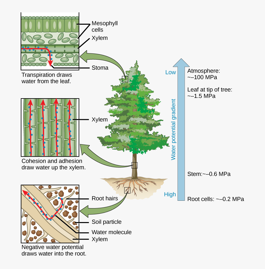 Image - Male Cone Female Cone, HD Png Download