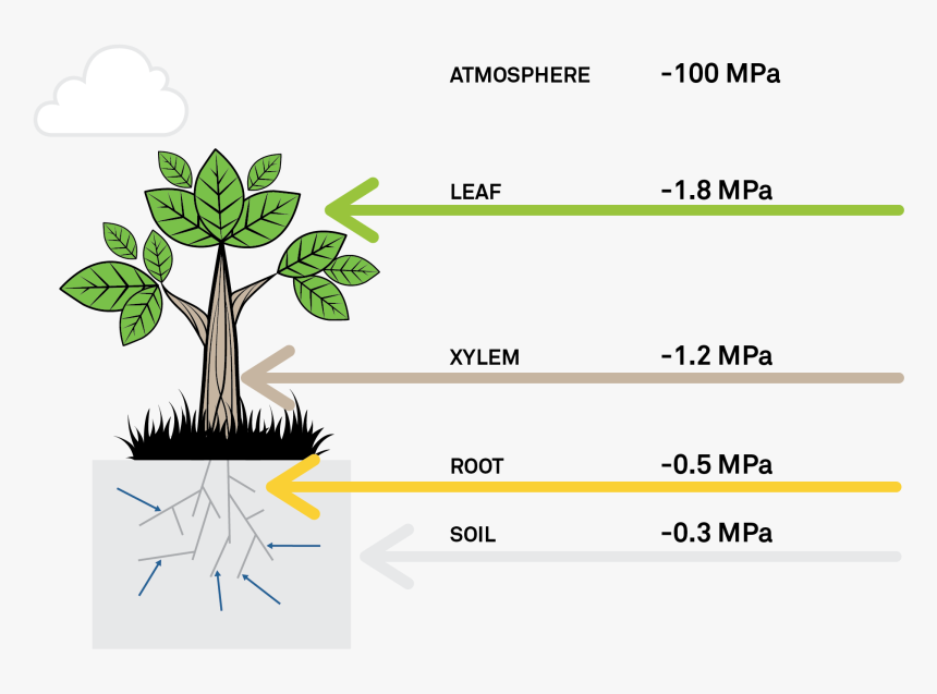 Water Potential, What Is Water Potential, Water Potential - Soil Water Potential, HD Png Download