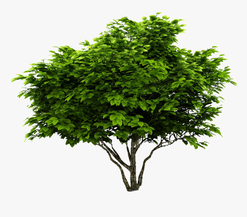 Tree With White Background, HD Png Download