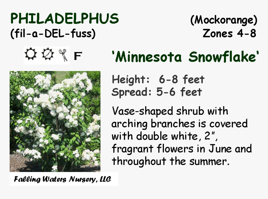 Reduced $12, Bogo $15 - Alyssum, HD Png Download