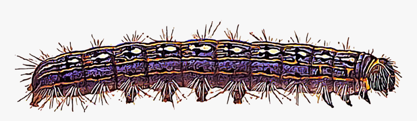 Illustration Of A Tent Caterpillar - Caterpillar, HD Png Download