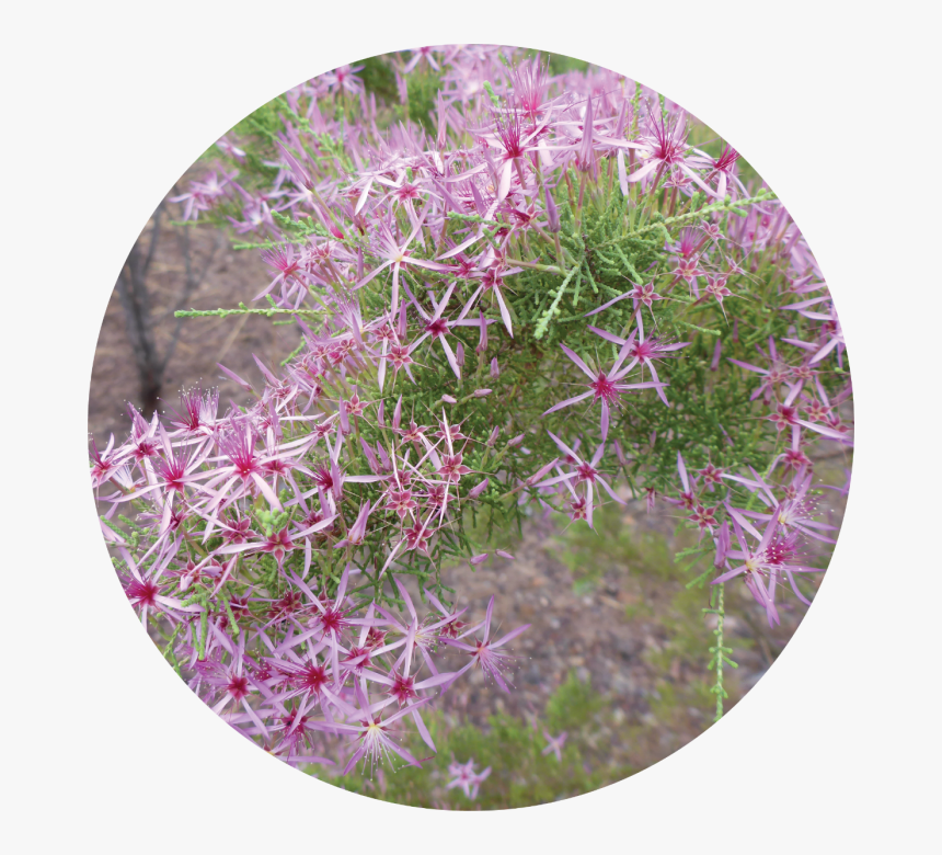 Essential Oil Png, Transparent Png
