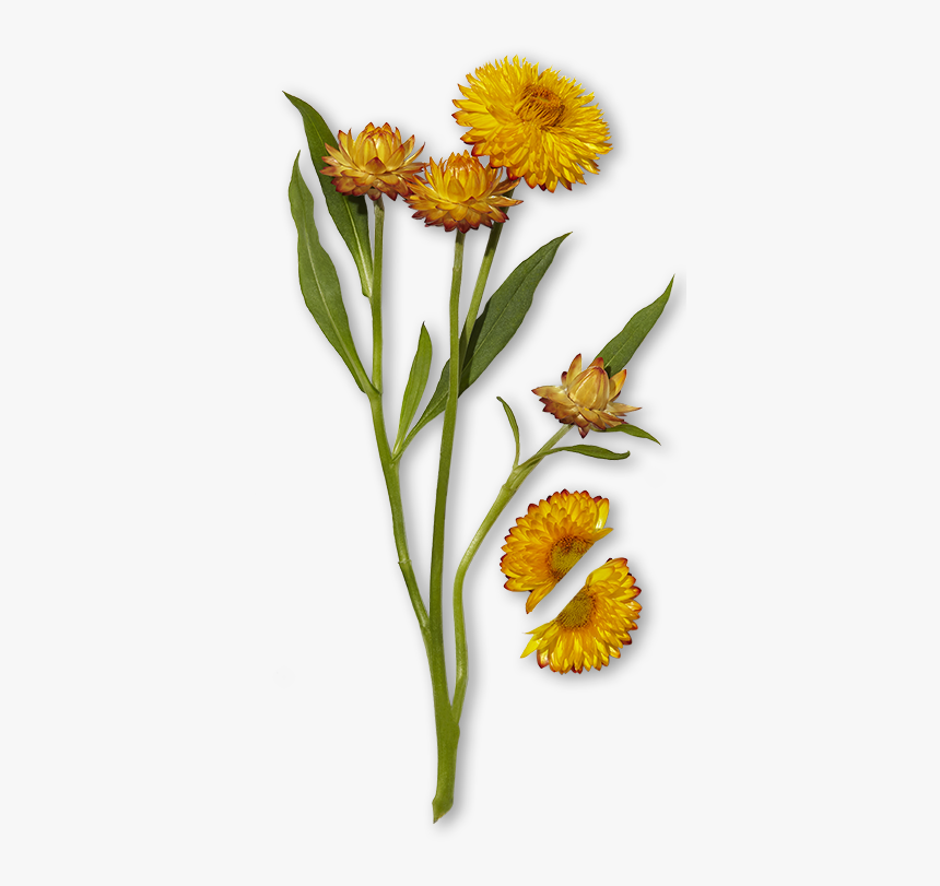 Tansy, HD Png Download