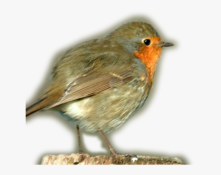 European Robin Transparent Png - European Robin, Png Download