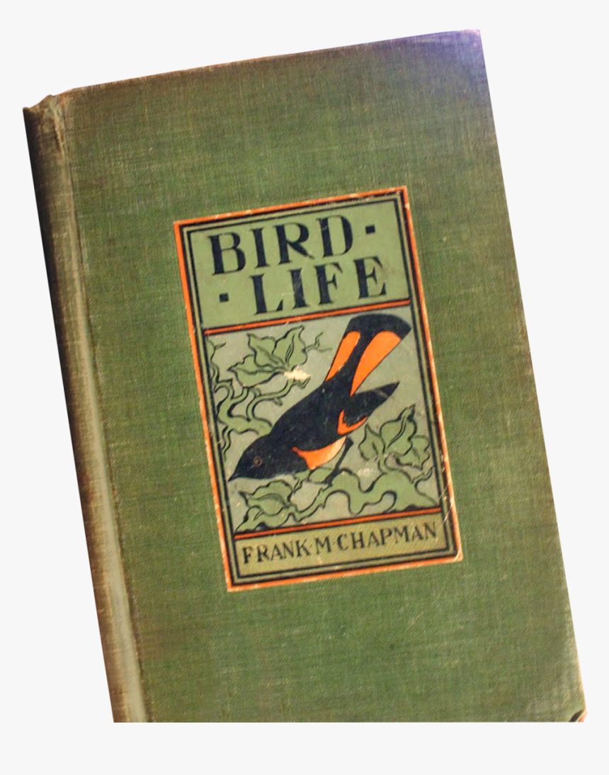 Transparent Robin Bird Png - Robin, Png Download