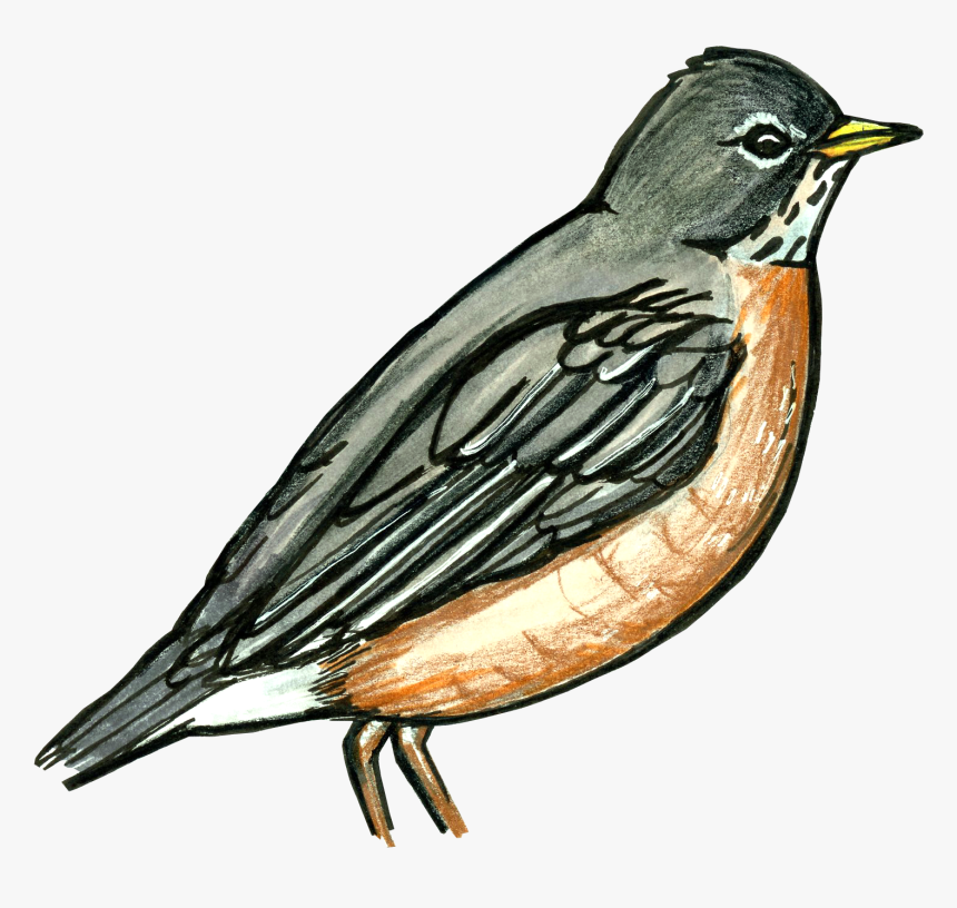Old World Flycatcher, HD Png Download