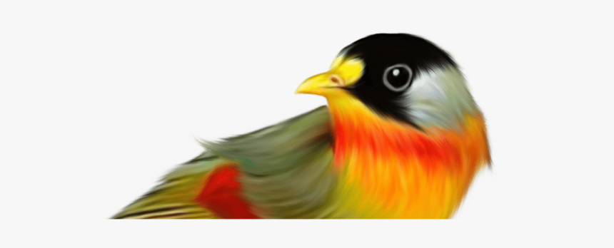 Pajaros Con Fondo Transparente, HD Png Download