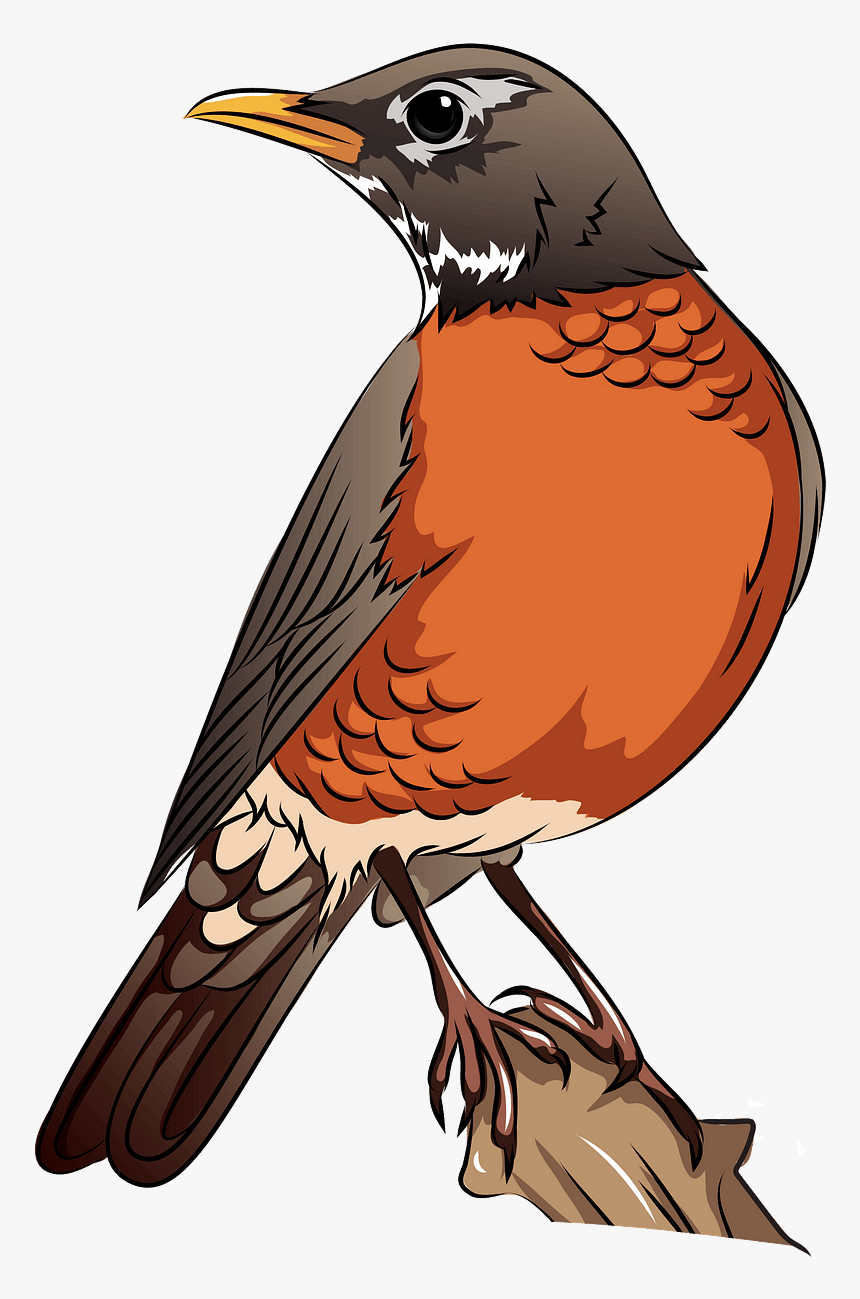 Robin Clip Art, HD Png Download