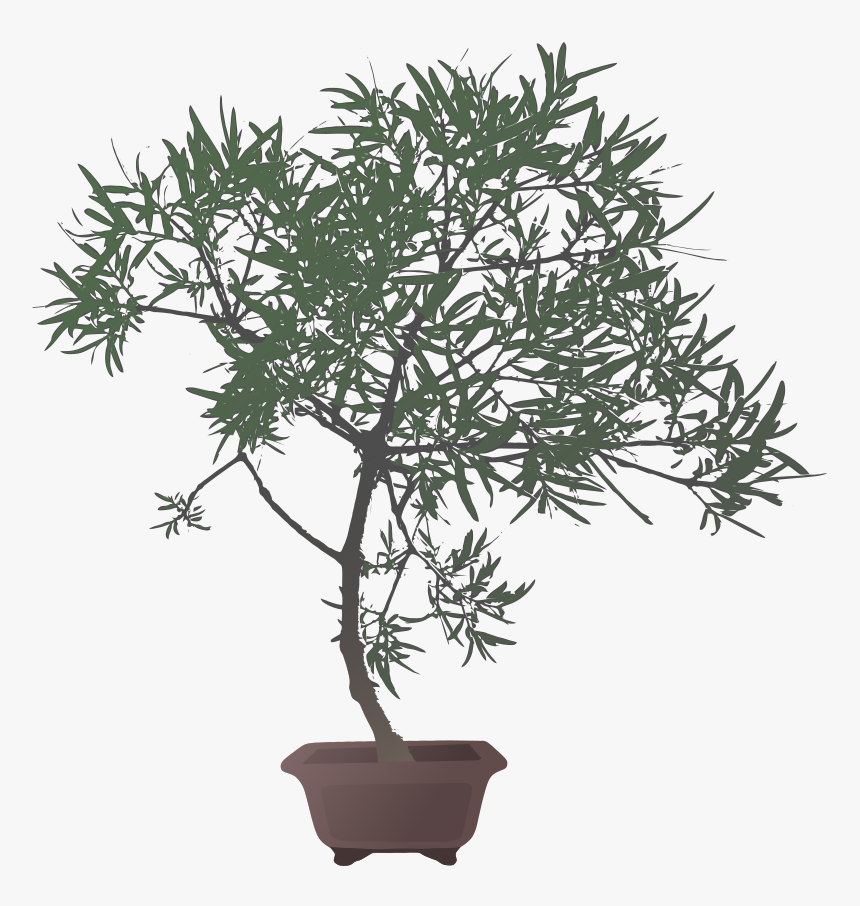 Transparent Bonsai Png - Flowerpot, Png Download