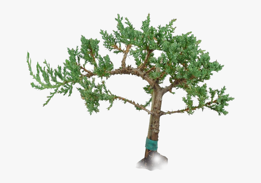 Windswept Juniper Bonsai - Pond Pine, HD Png Download