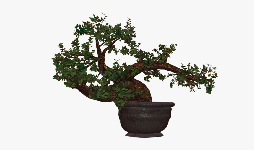 Bonzai New Braunfels, HD Png Download