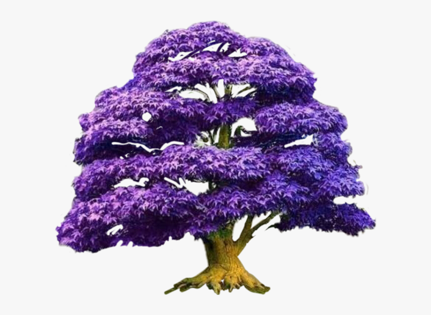 #colormehappy #bonsai #bonsaitree #imarriedthedj #iamthedjswife - Bonsai, HD Png Download