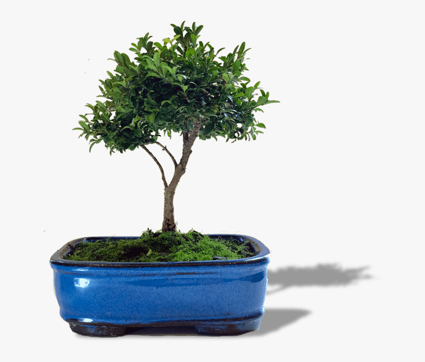 Sageretia Theezans, HD Png Download