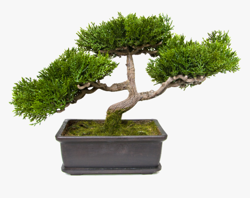 Bonsai, HD Png Download