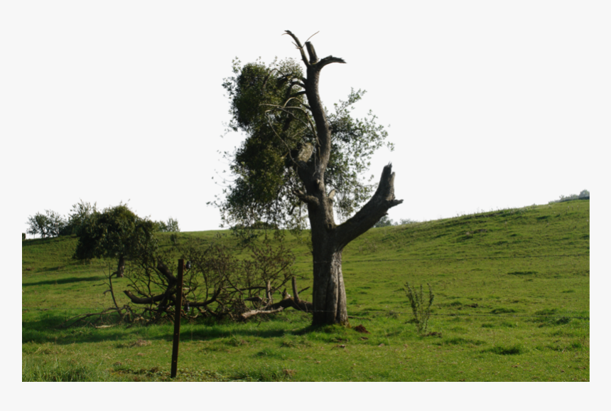 Transparent Halloween Tree Png - Oak, Png Download