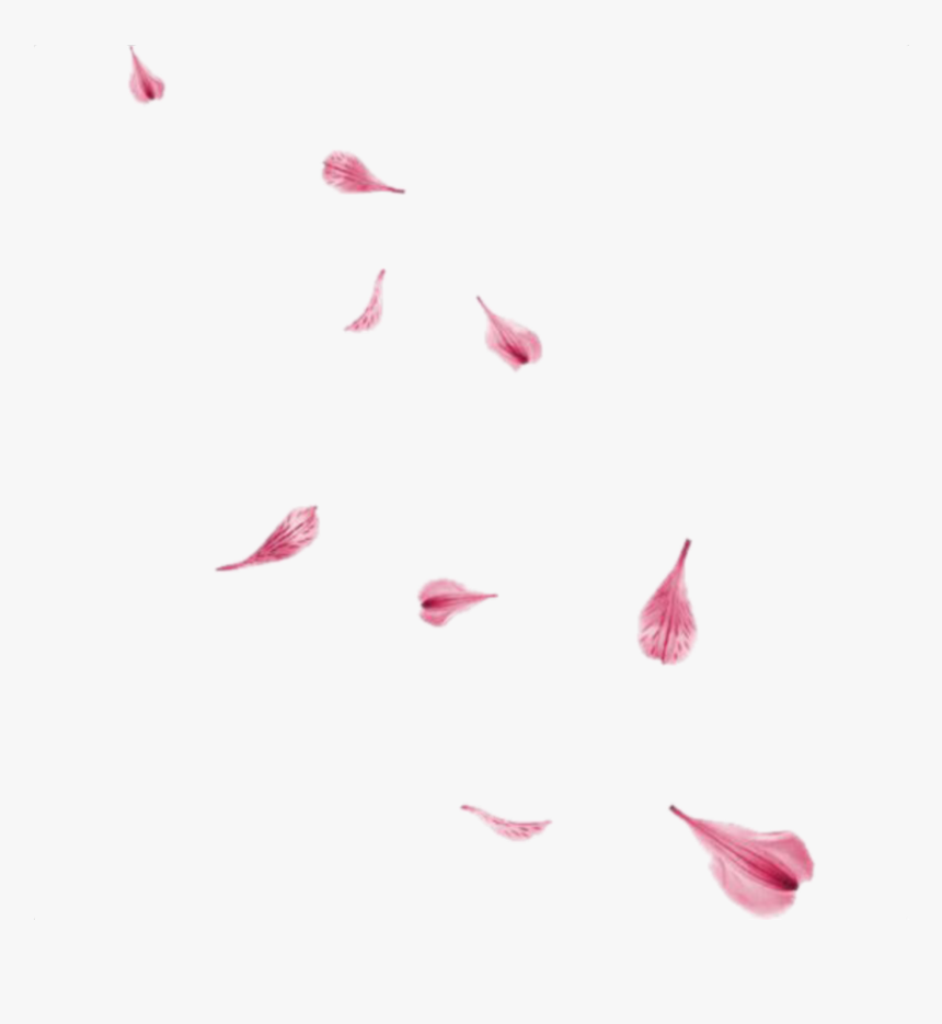 #rose #pedals - Rose Flower Flying Png, Transparent Png
