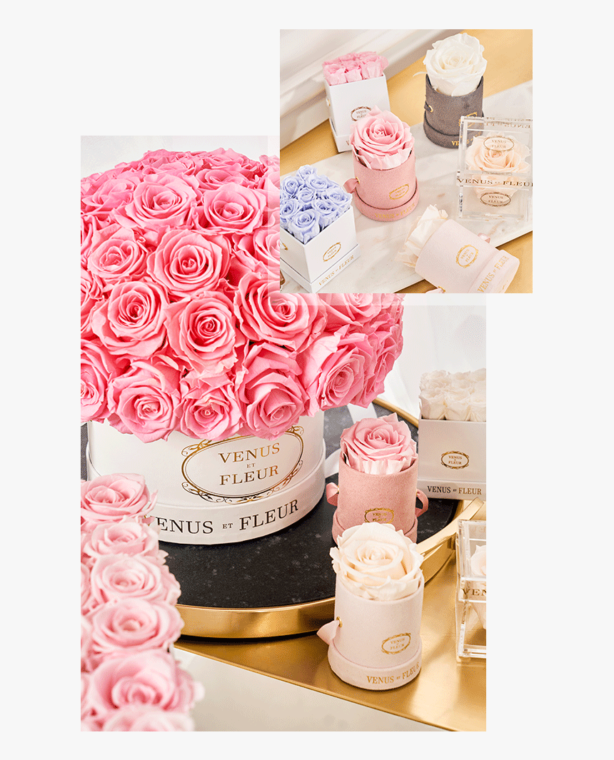 Garden Roses, HD Png Download