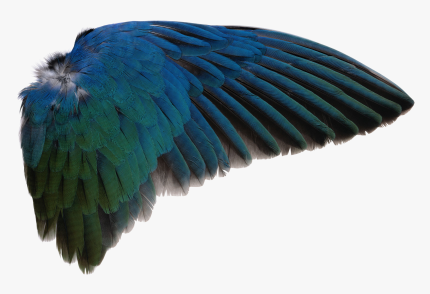 Bird Wings Png - Transparent Bird Wings Png, Png Download