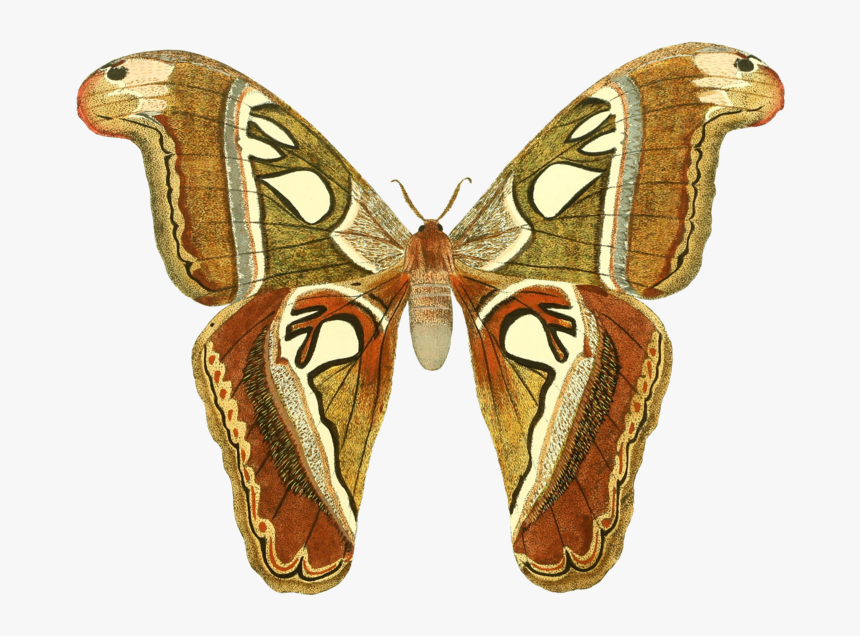 Butterfly-1525811 1920 - Sophia Bush You Re Allowed, HD Png Download