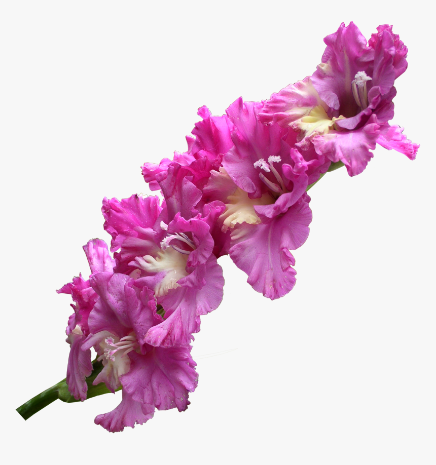 Gladiolus Transparent Png Png Download - Gladiolus Png, Png Download
