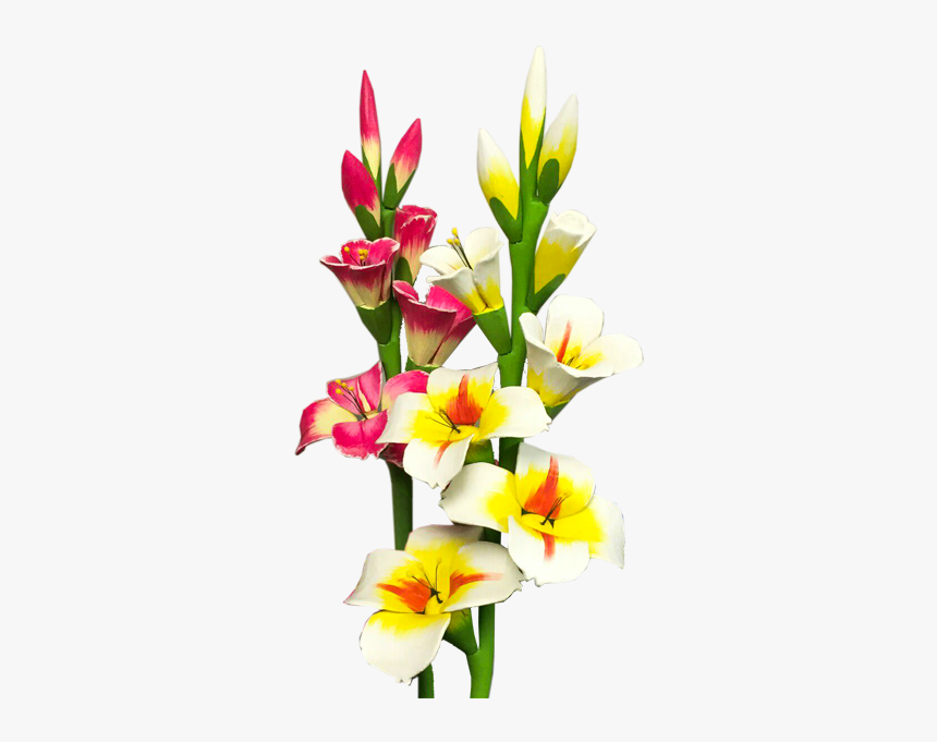 Gladiolus Png Photo - Png Transparent Gladiolus Png, Png Download