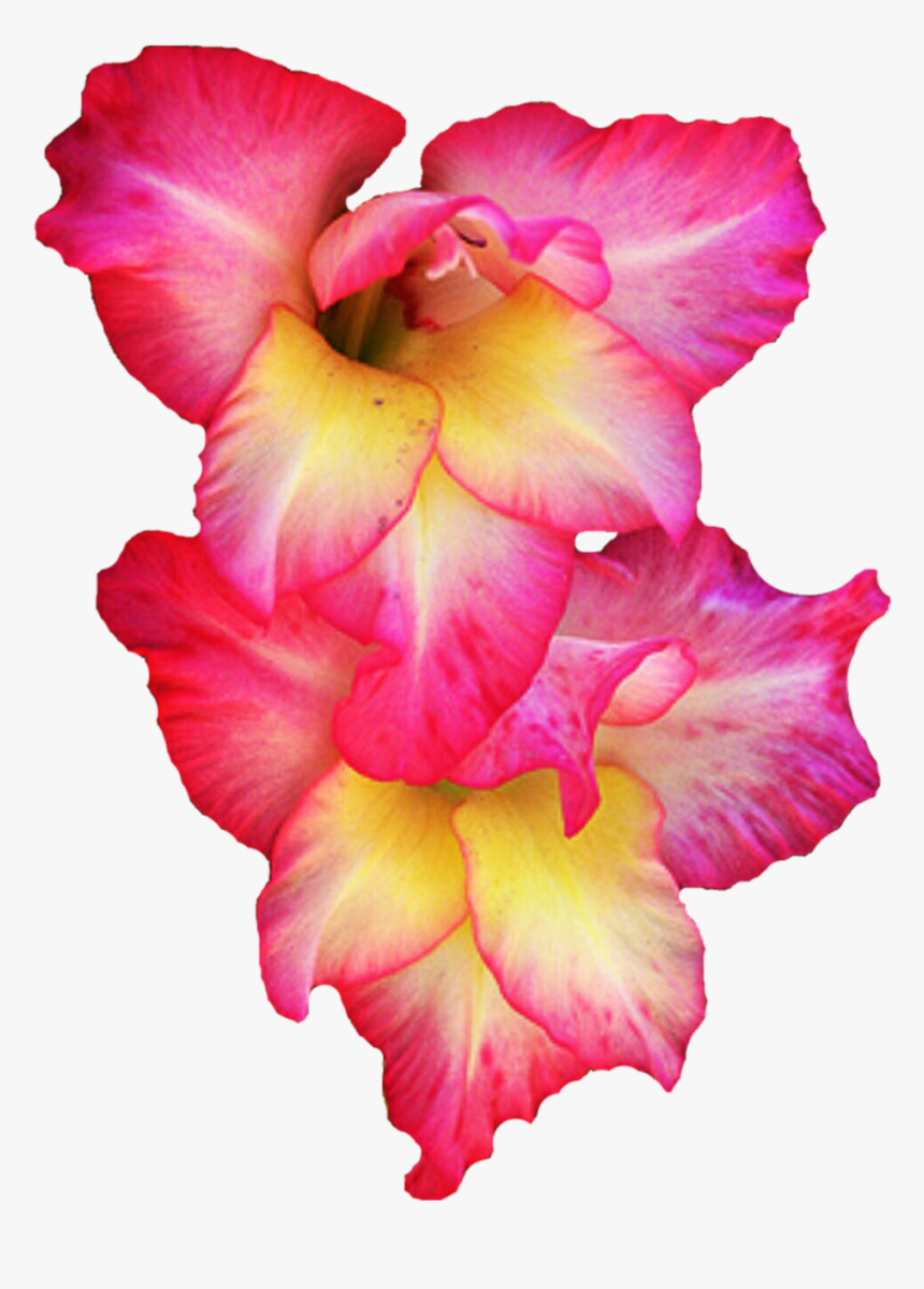 Download Gladiolus Png Pic 1 240 - Gladiolus Clipart, Transparent Png