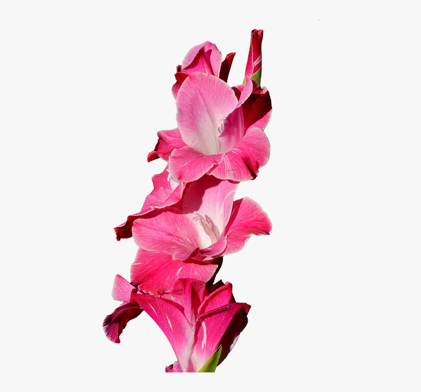 Gladiolus, Gladidus, Butterfly Greenhouse, Sword Flower - Gladiolo Png, Transparent Png